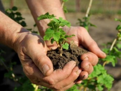 Как самому размножить красную или белую смородину. Как можно размножить смородину? 16