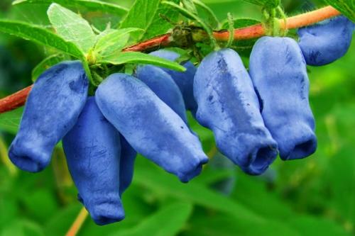 Соседи белой смородины. Соседи смородины на участке, что можно и нельзя сажать рядом