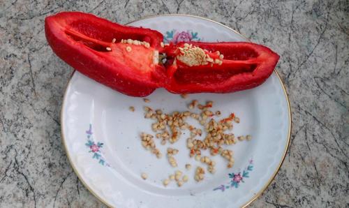 Перец чили: от семян до плодов 07 Перец чили: от семян до плодов 07