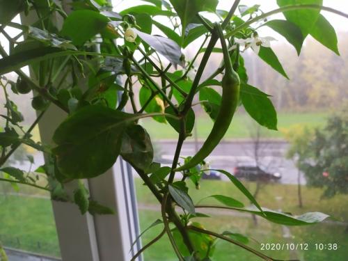 Как выращивать перец чили. Выращиваем острый перец чили на подоконнике