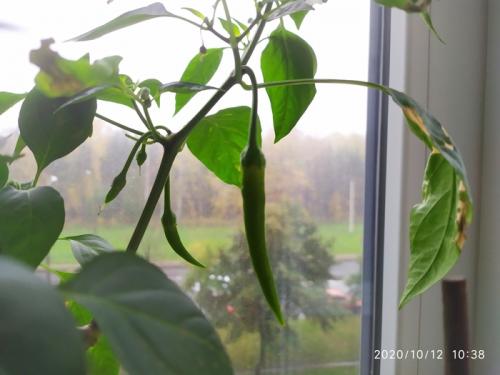 Как выращивать перец чили. Выращиваем острый перец чили на подоконнике