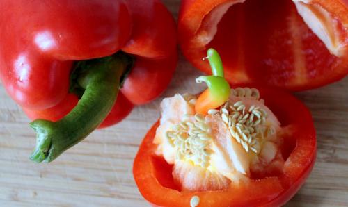 Перец чили: от семян до плодов 08 Перец чили: от семян до плодов 08