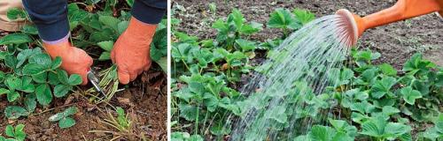 Как правильно обработать клубнику на зиму. ОСЕННИЙ УХОД ПЕРЕД ПОДГОТОВКОЙ КЛУБНИКИ К ЗИМЕ