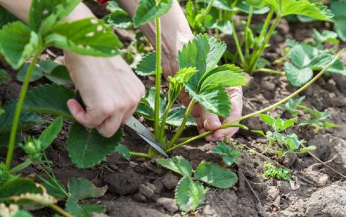 Нужно ли скашивать клубнику. Обрезка листьев