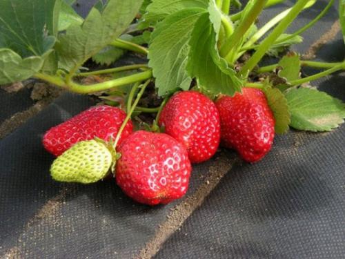 Когда укрывать клубнику агроволокном. Расстил укрывной мульчирующей ткани по посаженной плантации клубники