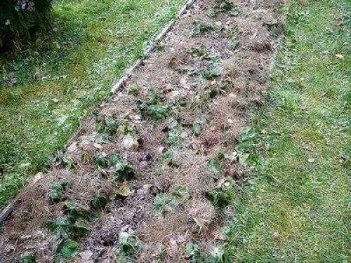 Можно ли укрывать клубнику спанбондом на зиму. Чем укрывать клубнику на зиму от мороза и обязательно ли это делать?