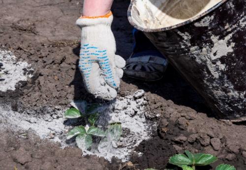 Когда нужно начинать готовить клубнику к зиме в разных регионах. Добавление статьи в новую подборку 08