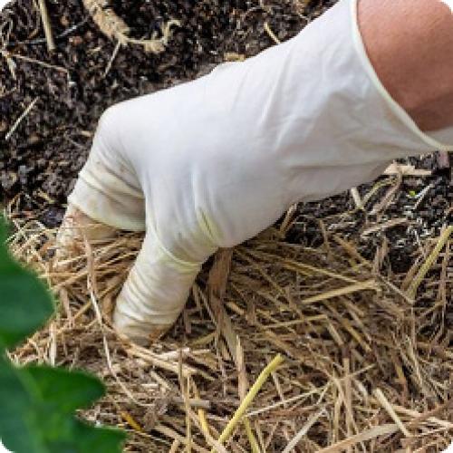 Как правильно обработать клубнику на зиму. ОСЕННИЙ УХОД ПЕРЕД ПОДГОТОВКОЙ КЛУБНИКИ К ЗИМЕ