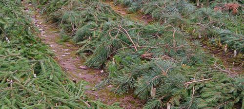 Как правильно укрыть клубнику на зиму в 2023 году. Предварительная подготовка 14