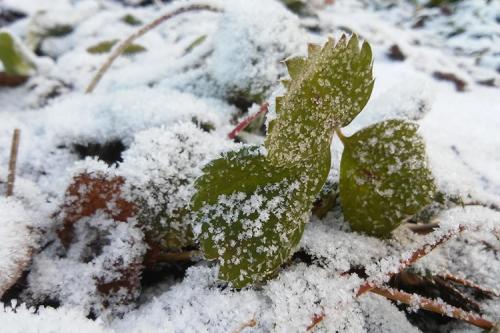 При какой температуре нужно укрывать клубнику. Когда и чем укрыть клубнику на зиму