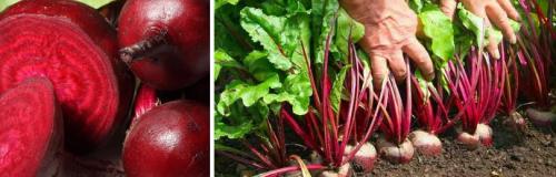 Время для выкапывания моркови: все, что нужно знать о правильном сборе и хранении 03