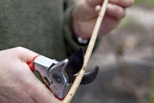 Размножение смородины черенками весной. Все о размножении смородины черенками 06 Размножение смородины черенками весной. Все о размножении смородины черенками 06