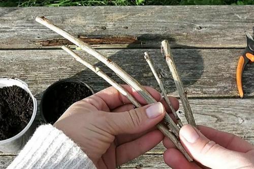 Размножение смородины черенками летом. Три способа размножения черной смородины летом