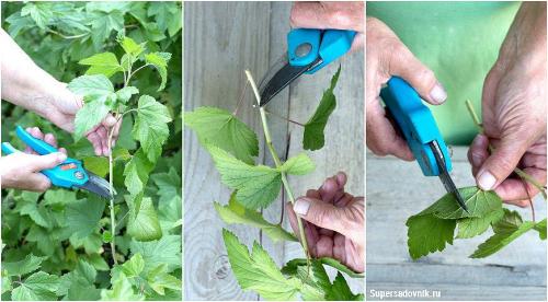 Как размножить черную смородину черенками весной. Как черенковать чёрную смородину весной и осенью 02