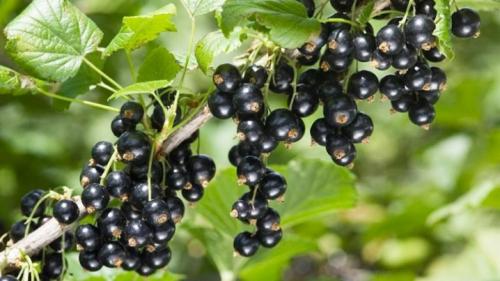 Размножение смородины черенками весной. Все о размножении смородины черенками 03 Размножение смородины черенками весной. Все о размножении смородины черенками 03