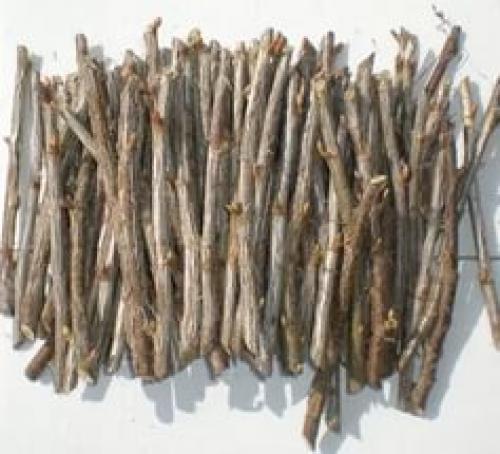 Как размножить черную смородину черенками весной. Как черенковать чёрную смородину весной и осенью