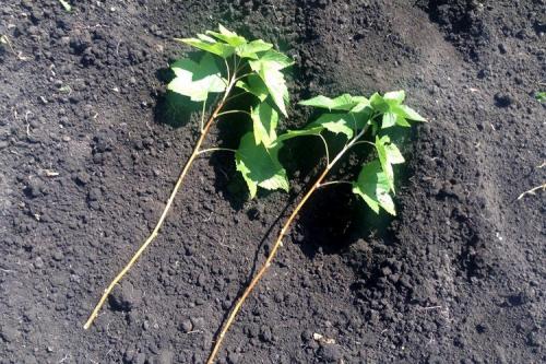 Размножение смородины черенками летом. Три способа размножения черной смородины летом