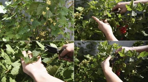 Размножение смородины черенками весной. Все о размножении смородины черенками 10 Размножение смородины черенками весной. Все о размножении смородины черенками 10