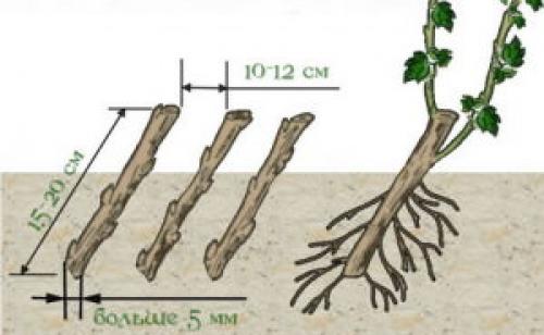 Размножение смородины осенью. Второй способ