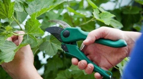 Как размножить черную смородину черенками весной. Как черенковать чёрную смородину весной и осенью 10 Как размножить черную смородину черенками весной. Как черенковать чёрную смородину весной и осенью 10