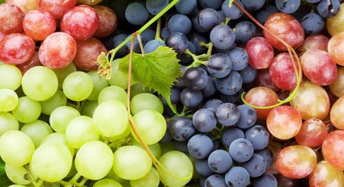 Как правильно ухаживать за виноградом в августе: основные правила и рекомендации 08