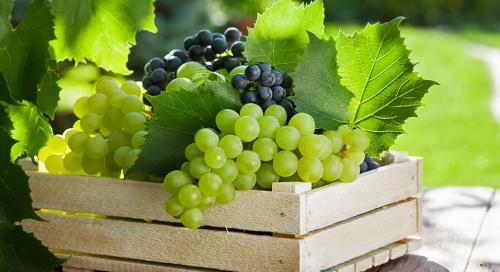 Как часто нужно проводить обработку винограда в августе