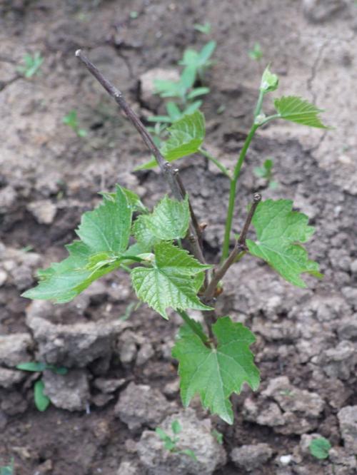 Какие основные этапы работы в календаре ухода за виноградом