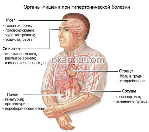 Какие продукты врач считает наиболее полезными для снижения риска развития гипертонии. Пять действенных способов профилактики гипертонии