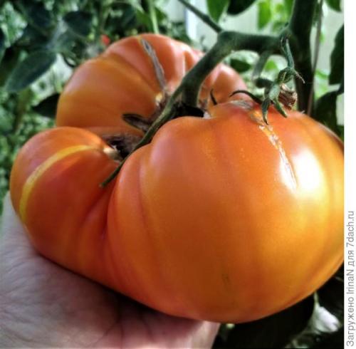 Томат хурма от какой фирмы лучше. Подведём итоги в конце дороги: Томат 'Хурма НК'