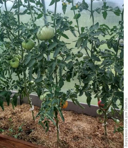 Томат хурма от какой фирмы лучше. Подведём итоги в конце дороги: Томат 'Хурма НК'