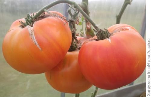 Томат хурма от какой фирмы лучше. Подведём итоги в конце дороги: Томат 'Хурма НК'