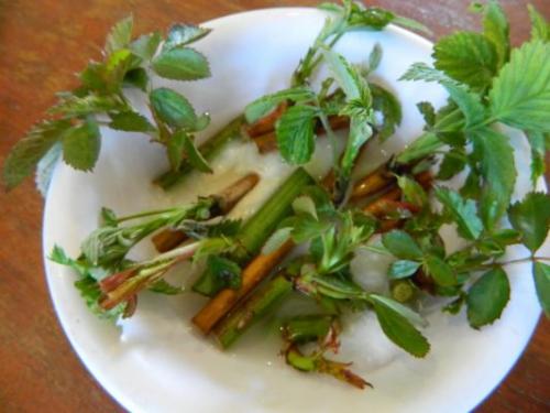 Размножение малины черенками