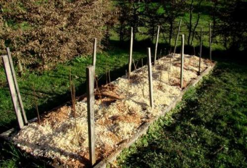 Размножение малины черенками в воде. Размножение малины: 125 фото и видео описание, как правильно размножить малину своими руками