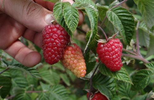 Малина Зюгана размножение. Особенности сорта малины Зюгана