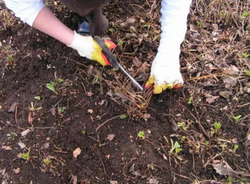 Уход за клубникой в ноябре. Как ухаживать за клубникой осенью: полезные советы дачникам