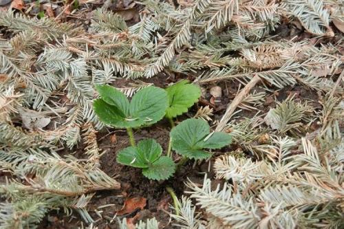 Чем укрыть клубнику на зиму. Когда и чем укрыть клубнику на зиму