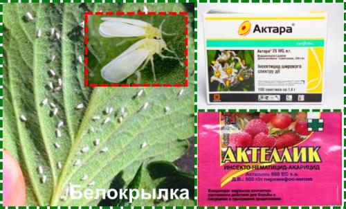 Обработка клубники осенью в сентябре. Обработка клубники осенью на зиму от болезней и вредителей