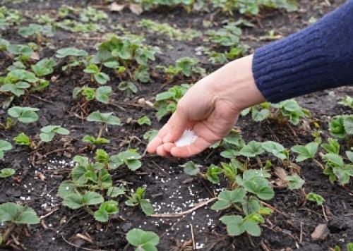 Как обработать и чем подкормить клубнику осенью. Как и чем подкормить клубнику осенью для лучшего роста ягод