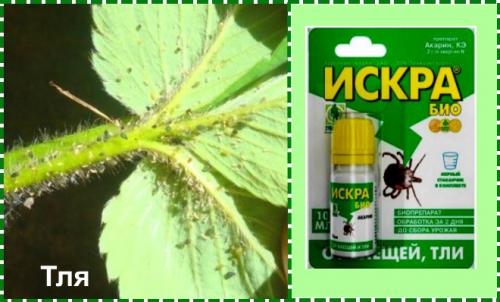 Обработка клубники осенью от болезней и вредителей. Обработка клубники осенью на зиму от болезней и вредителей