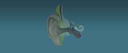 Как правильно делать туалет ушей. Как правильно чистить уши: разбираем самые распространенные вопросы 03 Как правильно делать туалет ушей. Как правильно чистить уши: разбираем самые распространенные вопросы 03