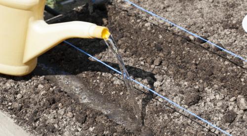 Почему нельзя сажать свою картошку российским дачникам. Новый закон грозит российским дачникам штрафом за картошку 01 Почему нельзя сажать свою картошку российским дачникам. Новый закон грозит российским дачникам штрафом за картошку 01