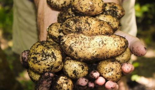 Почему нельзя сажать свою картошку российским дачникам. Новый закон грозит российским дачникам штрафом за картошку 02 Почему нельзя сажать свою картошку российским дачникам. Новый закон грозит российским дачникам штрафом за картошку 02