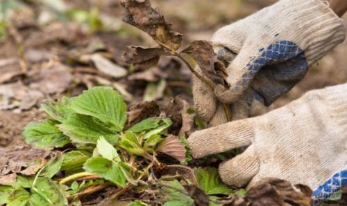 Как подготовить землянику к зиме. Подготовка садовой земляники к зиме 02 Как подготовить землянику к зиме. Подготовка садовой земляники к зиме 02