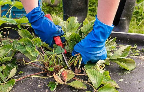 Как обработать и чем подкормить клубнику осенью. Клубника осенью: что нужно знать дачнику