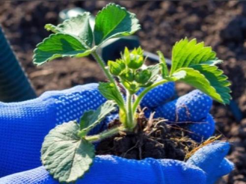 Как подготовить землянику к зиме. Подготовка садовой земляники к зиме 04 Как подготовить землянику к зиме. Подготовка садовой земляники к зиме 04