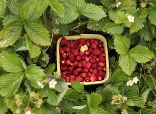 Обрезка земляники на зиму. Как ухаживать за земляникой осенью: в чем заключается работа?