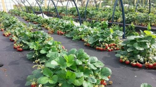 Уход за ремонтантной земляникой осенью. Выращивание ремонтантной клубники и земляники