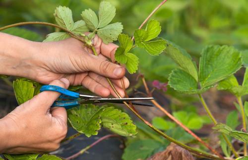 Как обработать и чем подкормить клубнику осенью. Клубника осенью: что нужно знать дачнику