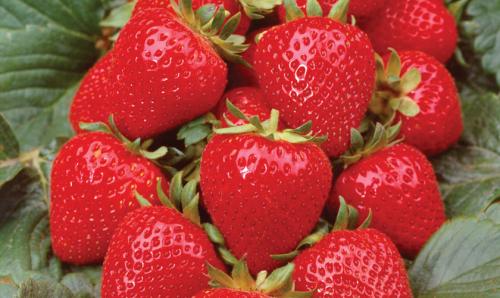 Как подготовить землянику к зиме. Подготовка садовой земляники к зиме 01 Как подготовить землянику к зиме. Подготовка садовой земляники к зиме 01