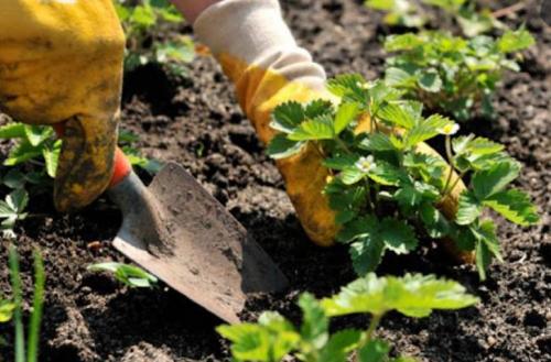 Обрезка земляники на зиму. Как ухаживать за земляникой осенью: в чем заключается работа?